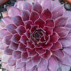 Sempervivum - Dachwurz - Hauswurz